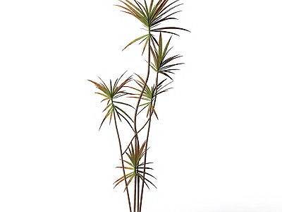 多枝棕榈植物模型