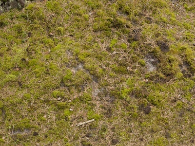 苔藓