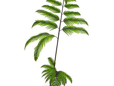 绿色蕨类植物模型