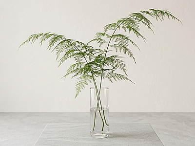 艺术绿植草本植物