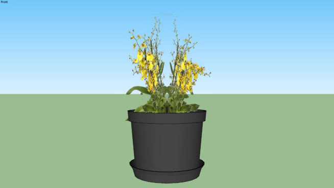 orchidée文心兰 植物 其他 花盆 水桶 花瓶