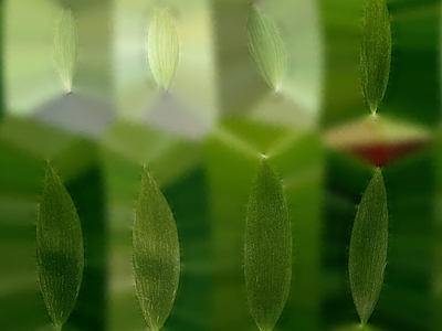 绿植墙