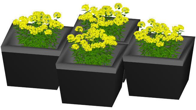 黄花花盆 盒子 其他 植物 油菜花田 监视器