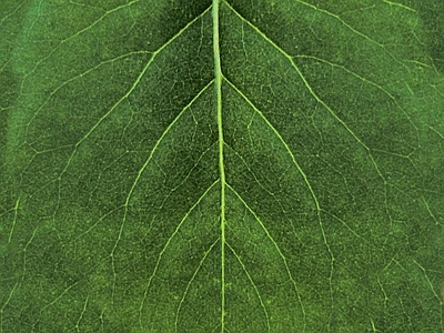 绿植墙