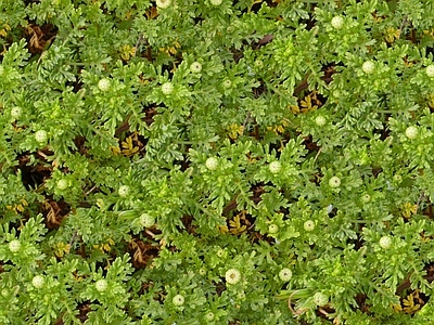 绿植墙
