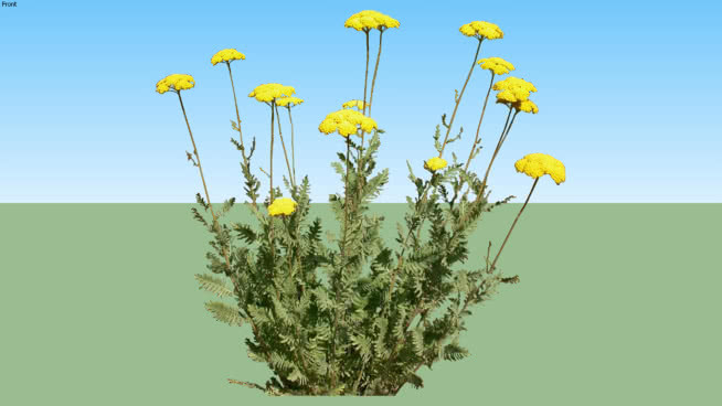 Achillea millefolium《沙漠夏娃黄》 花 植物 油菜花田 其他 草地