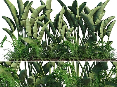 现代植物堆 芭蕉灌木