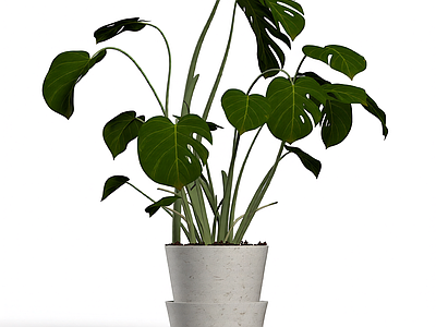 盆栽龟背竹植物