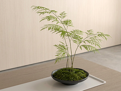禅意绿植盆栽