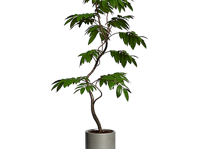 盆栽植物装饰