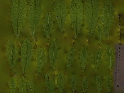 绿植墙