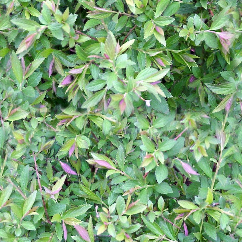 植物 自然元素