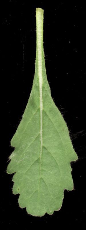 其他杂项-植物纹理 034 自然元素