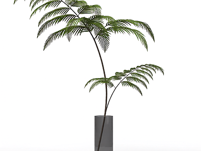 盆栽蕨类植物装饰