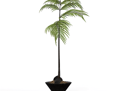 带盆绿色蕨类植物