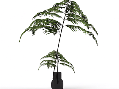 带盆绿色蕨类植物