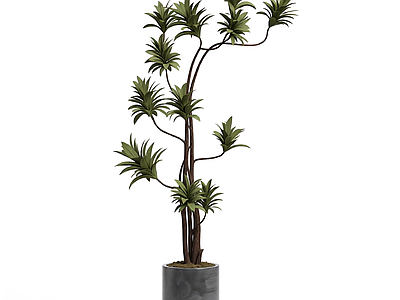 盆栽植物