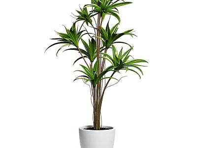 带盆绿植盆栽