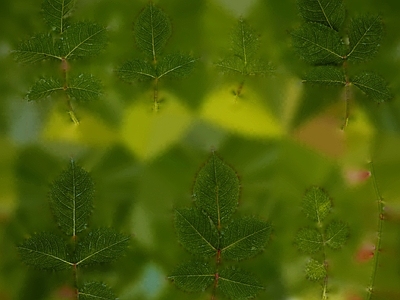 绿植墙