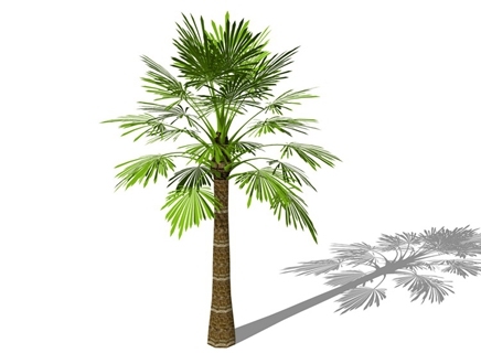 3D棕榈科植物