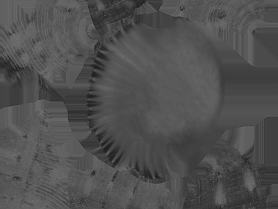 其他挂画