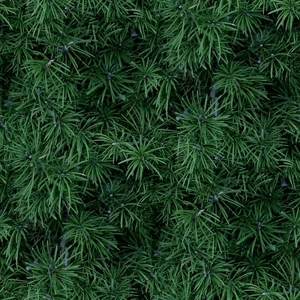 灌木