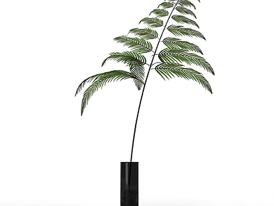 带盆绿植盆栽