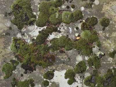 苔藓