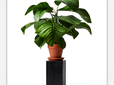 盆栽植物带底座