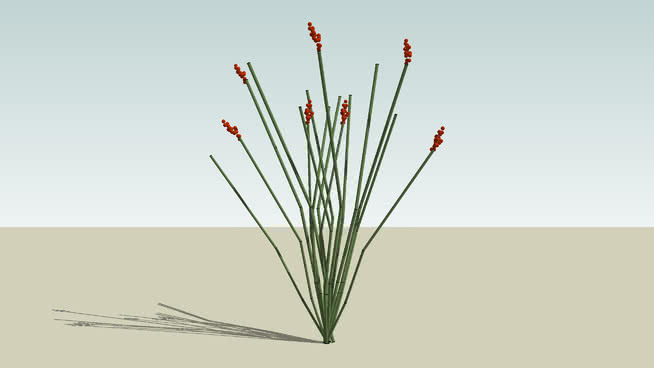 三维仙人掌 画 铅笔 风筝 家居物品