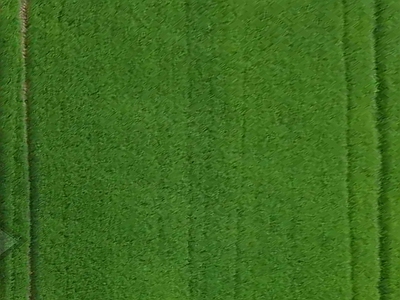 绿植墙