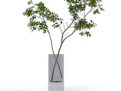 盆栽植物装饰