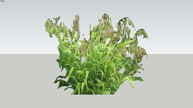 细叶香茅 其他 画 洋蓟 菜花