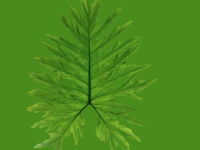 绿植墙