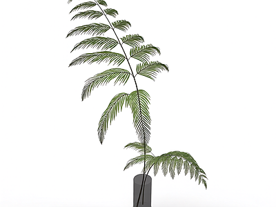 盆栽蕨类植物