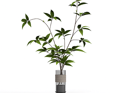 盆栽植物装饰