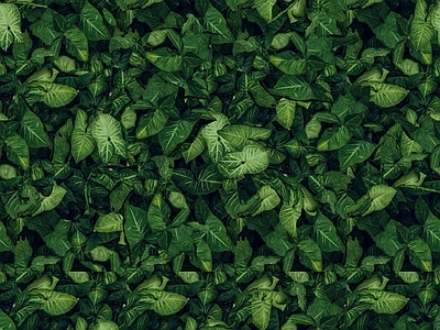 绿植墙