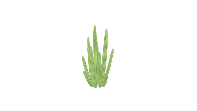 沙漠多器官管 其他 植物 螳螂 画 蔬菜