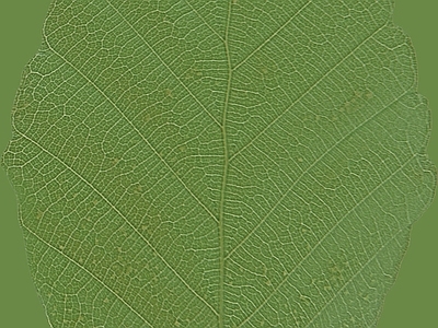 绿植墙
