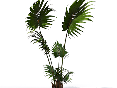 带根部的绿色植物