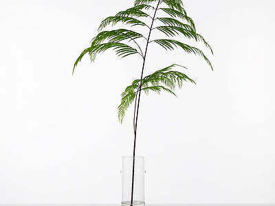 带盆绿植盆栽