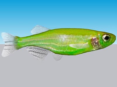 Danio Cebra Transgenico Verde （Danio rerio）