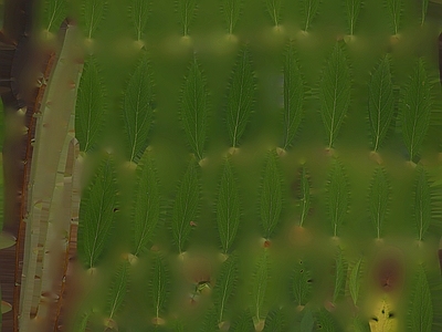 绿植墙