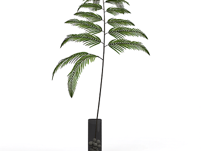盆栽蕨类植物