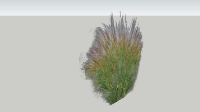 现代植物 芒草 芦苇