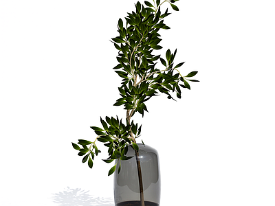 盆栽植物装饰
