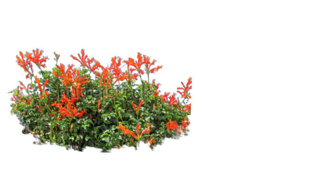 鹤望兰 花 植物 其他 画 演出