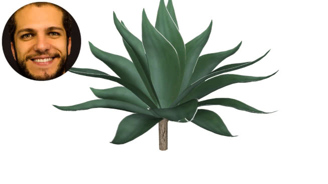 龙舌兰小号drag茫o de大象 植物 画 花 其他 菠萝
