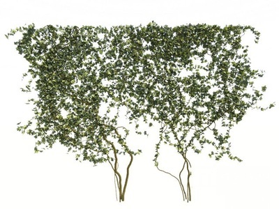 现代爬山虎