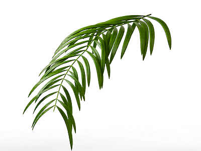 绿色植物枝叶模型